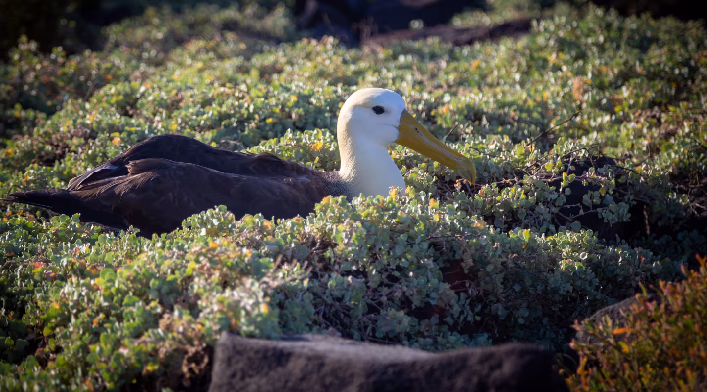 Albatros ondulé (Phoebastria irrorata) en danger critique, nichant sur l’île Española.