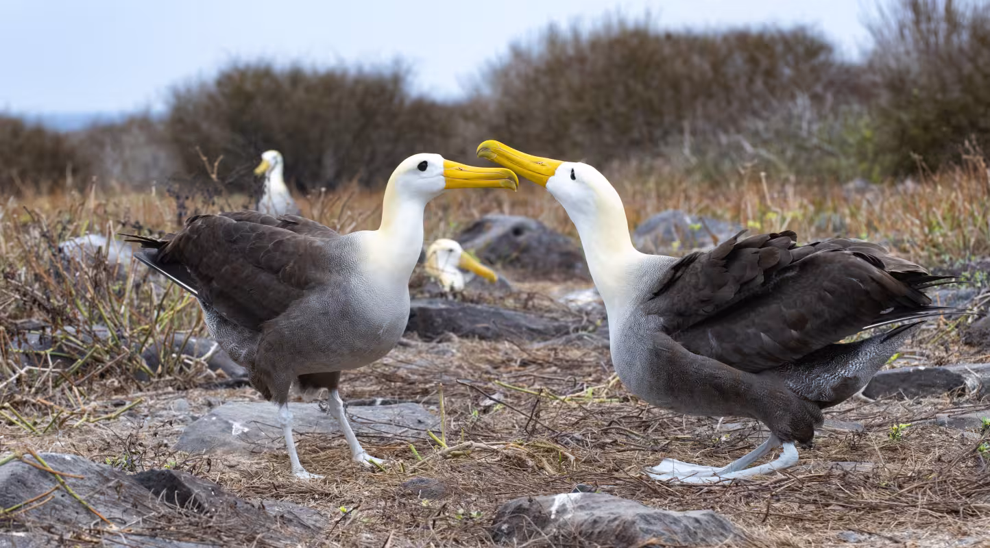 Albatros ondulé (Phoebastria irrorata) sur l’île Española, Galápagos, Équateur.