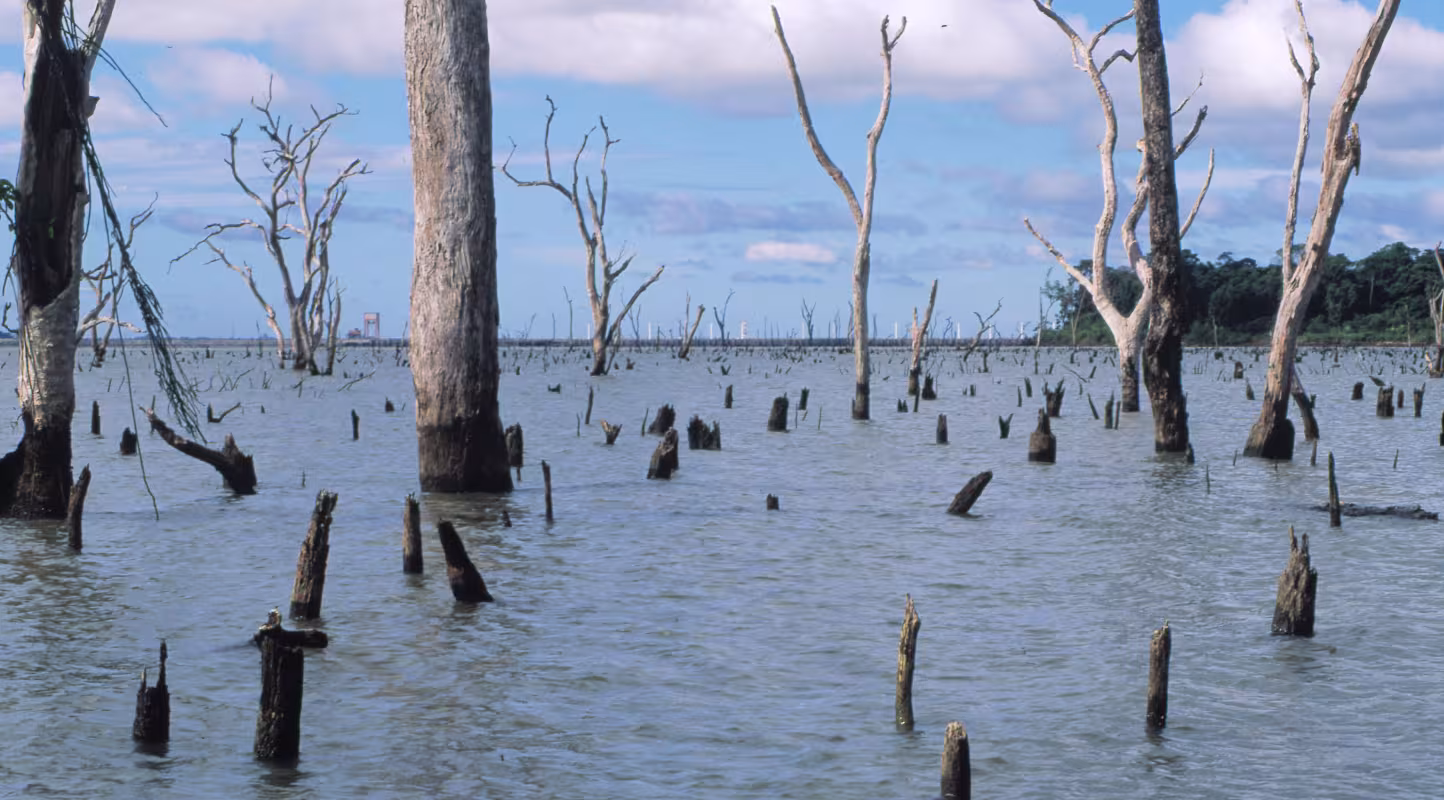 Arbres morts submergés par le lac d’Itaipu, créé par le barrage d’Itaipu, dans la forêt atlantique entre le Brésil et le Paraguay.