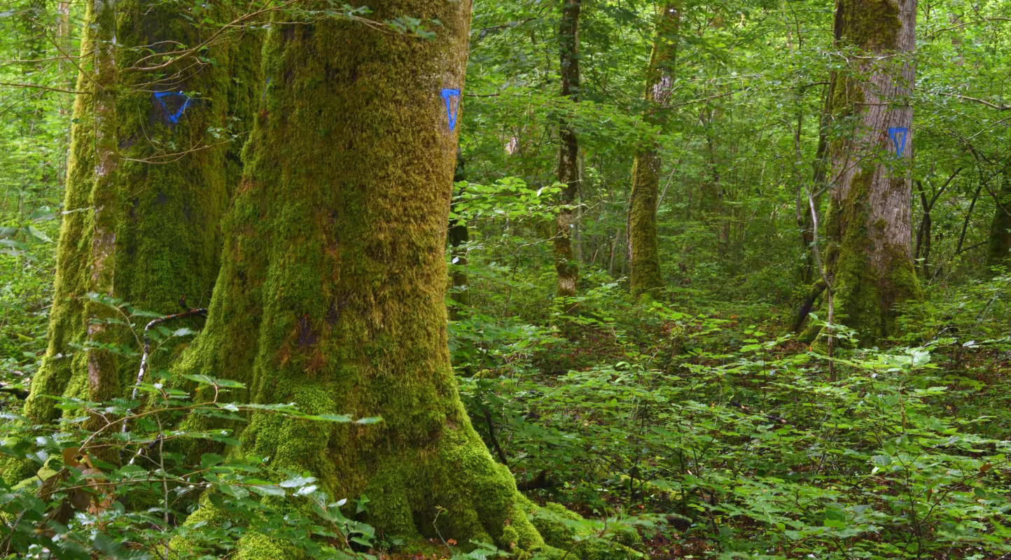 Foret - Colmier le Haut - Ilot de senescence