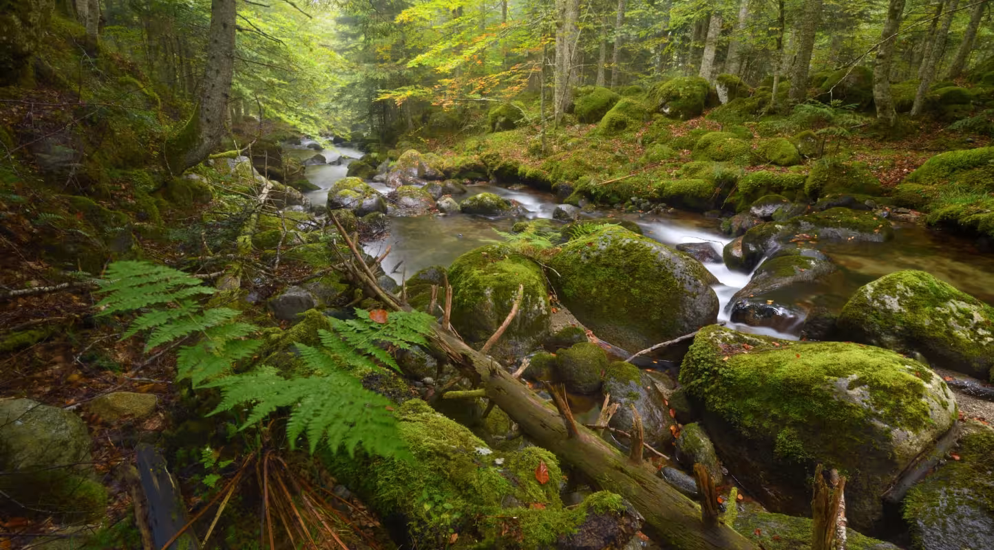 Foret de Counozouls - Coté de l'Ayguette