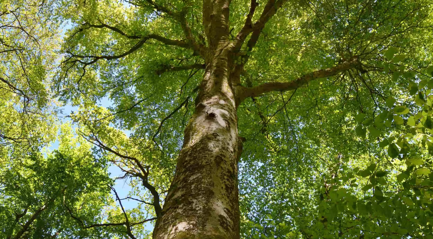 Forêt - Bois de la loge