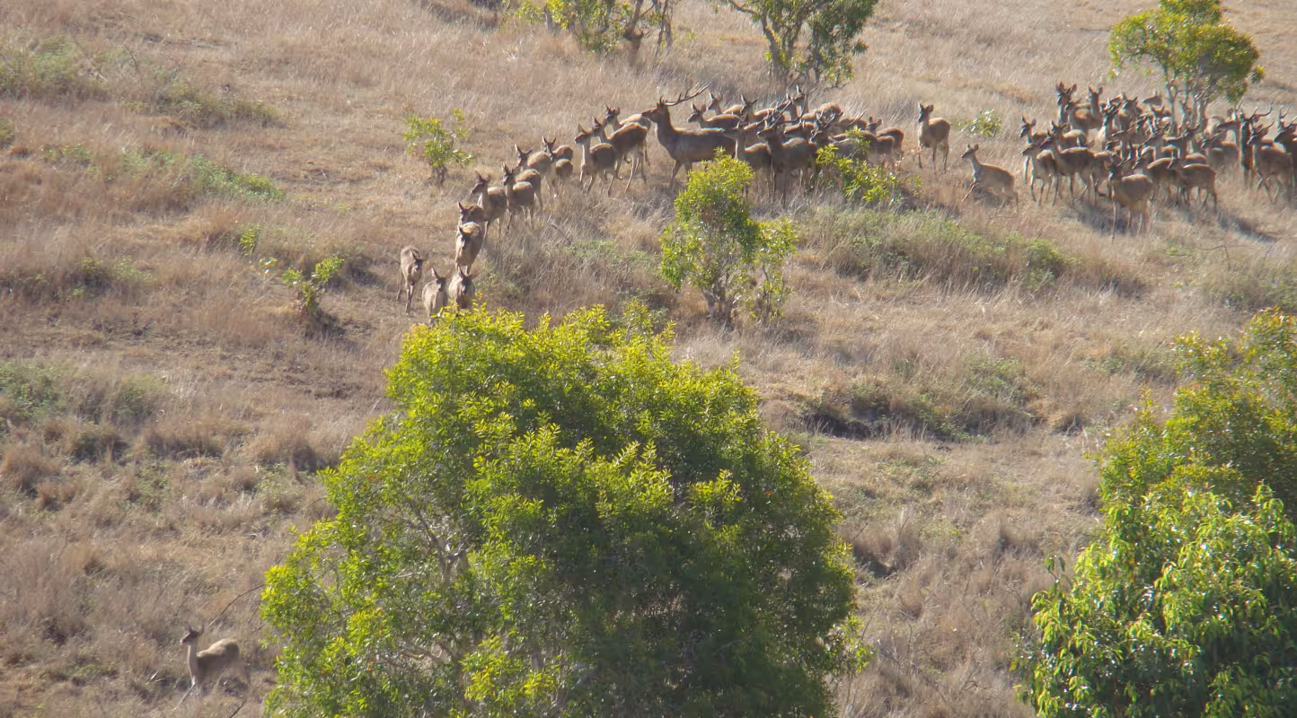 Cerfs de Java en Nouvelle-Calédonie