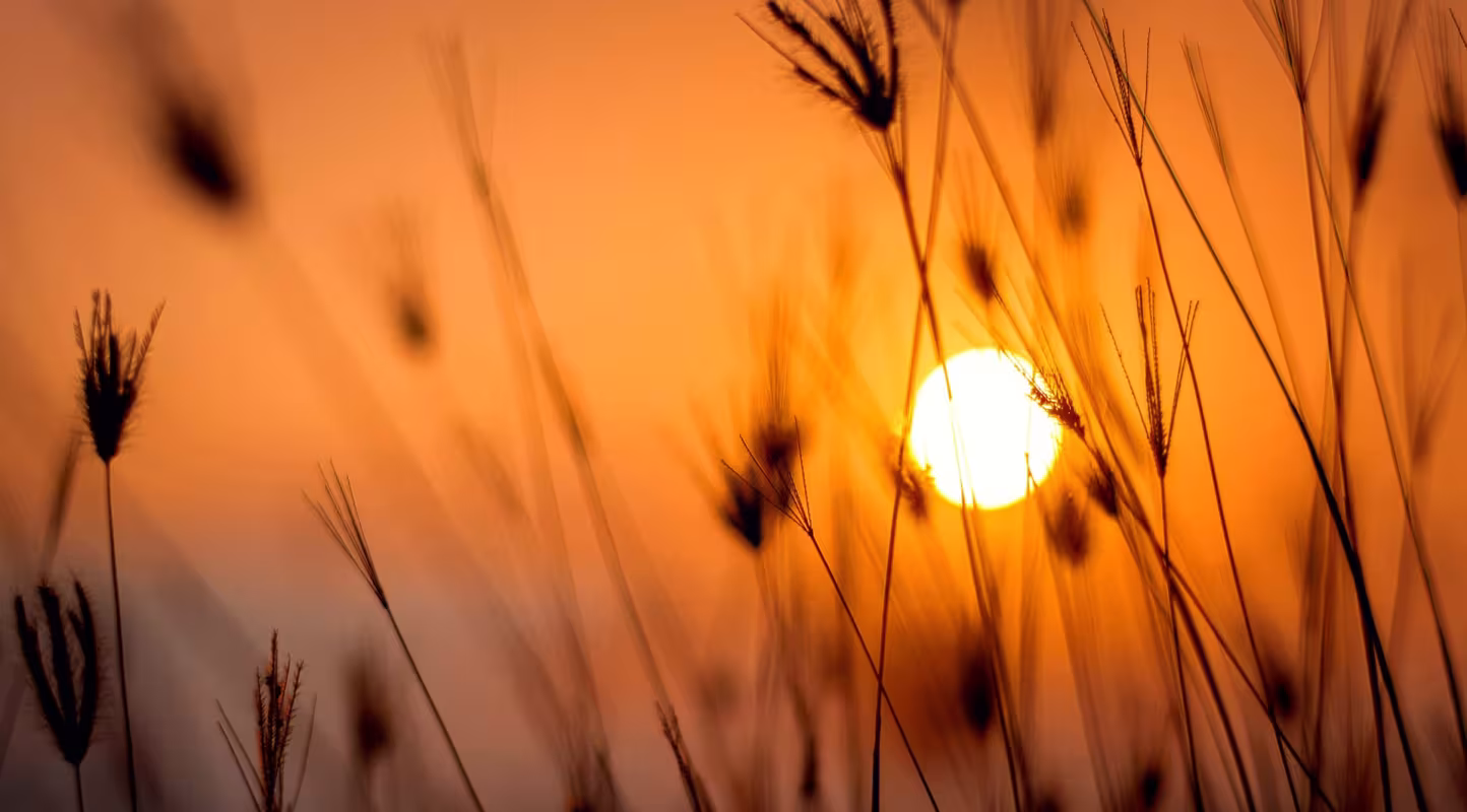 Soleil - Canicule