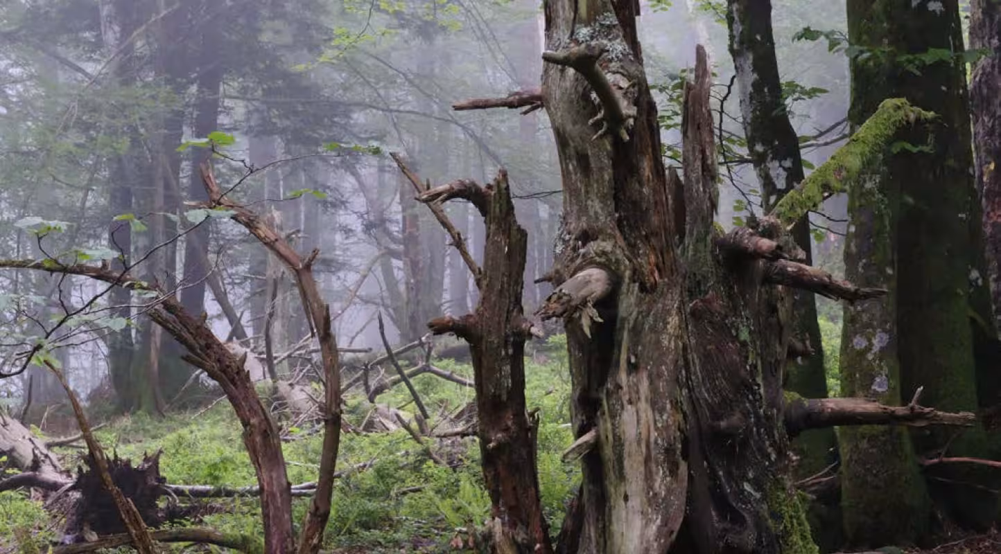 Foret de Fachan