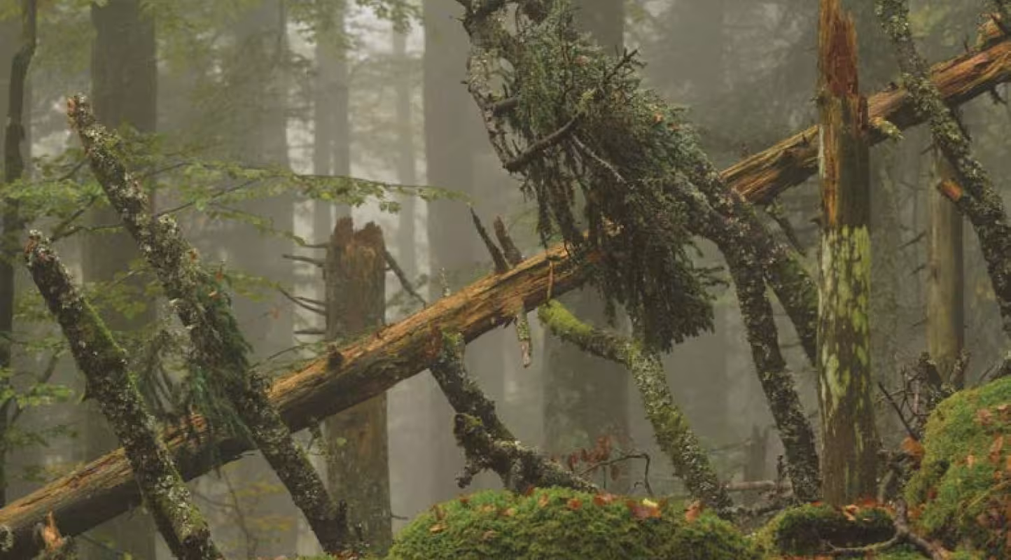 Foret de Wildenstein