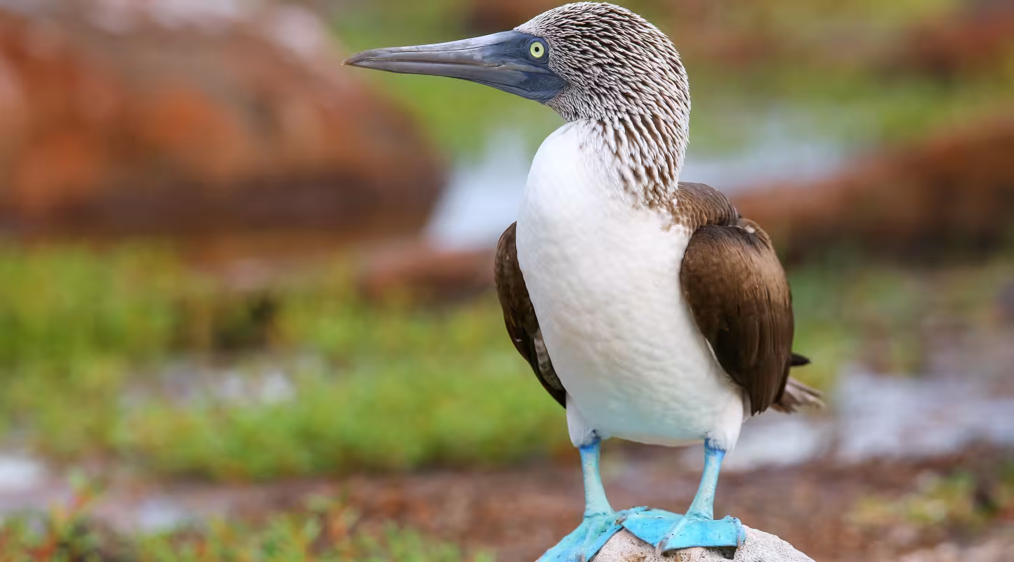 Fou à pieds bleus (Sula nebouxii) sur l'île Seymour-Nord, parc national des Galápagos, Équateur