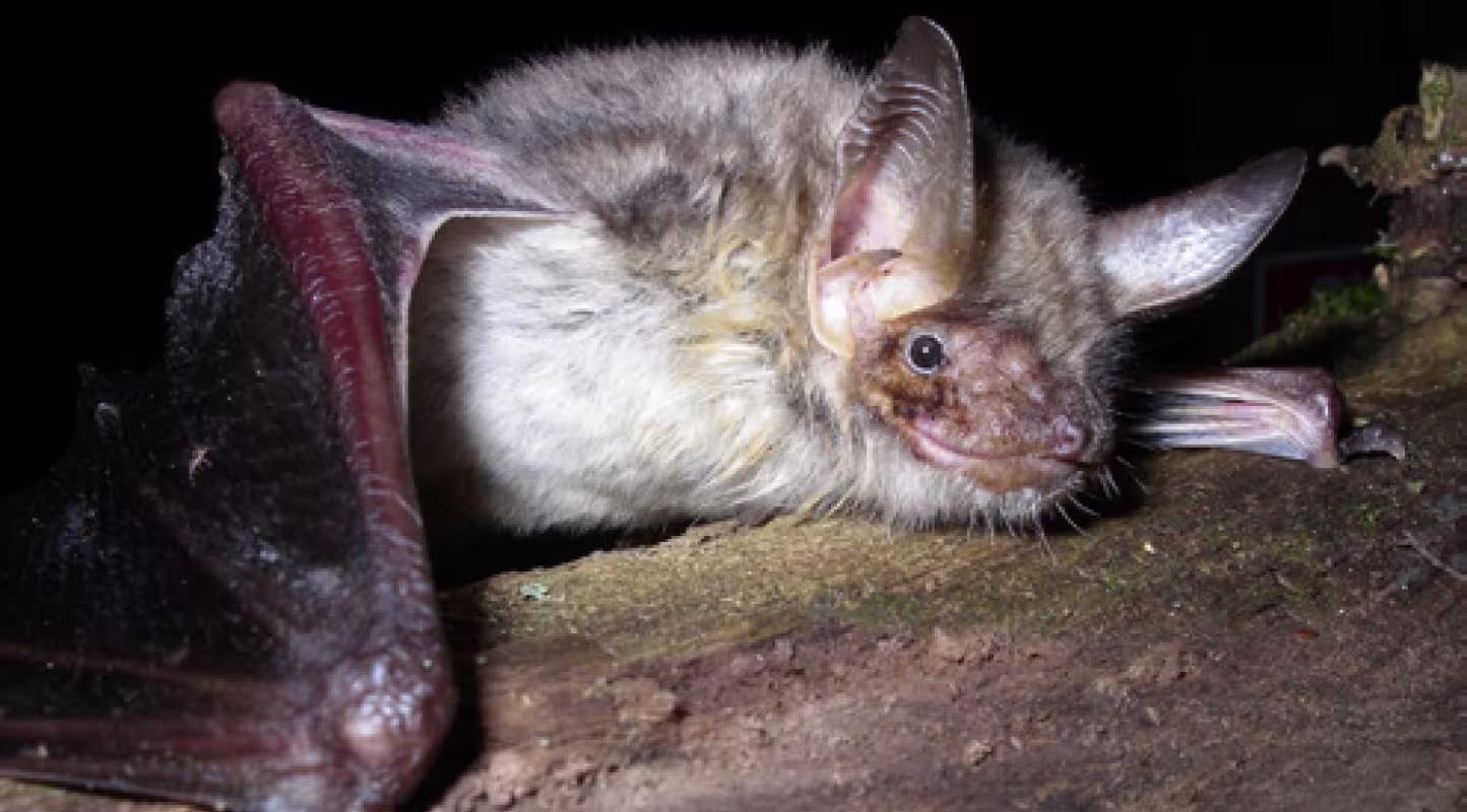 Grand murin (Myotis myotis)