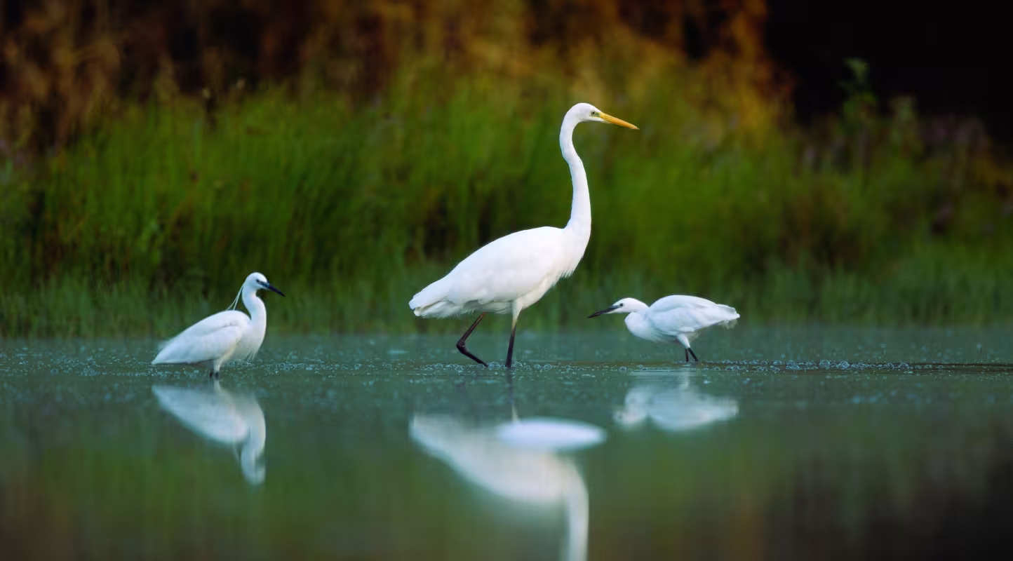 Grande aigrette (Ardea alba)