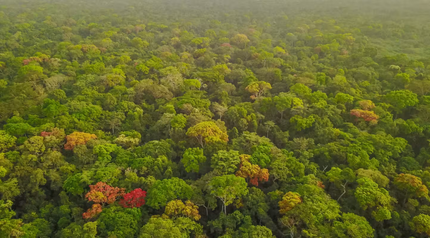 Image par drone du parc national de Ntokou-Pikounda, Congo.