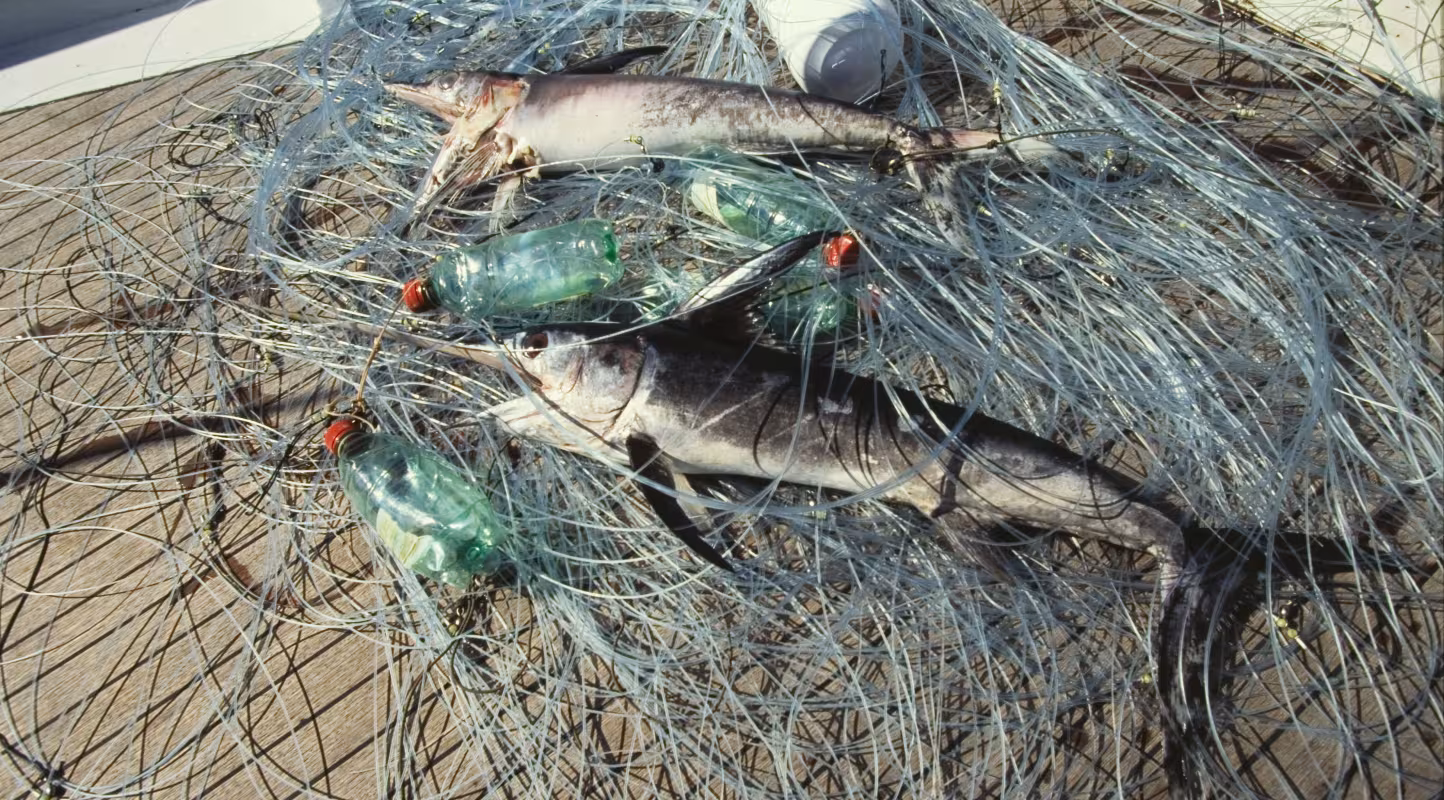 Jeune espadon (Xiphias gladius) pris dans une palangre dérivante abandonnée, Italie.