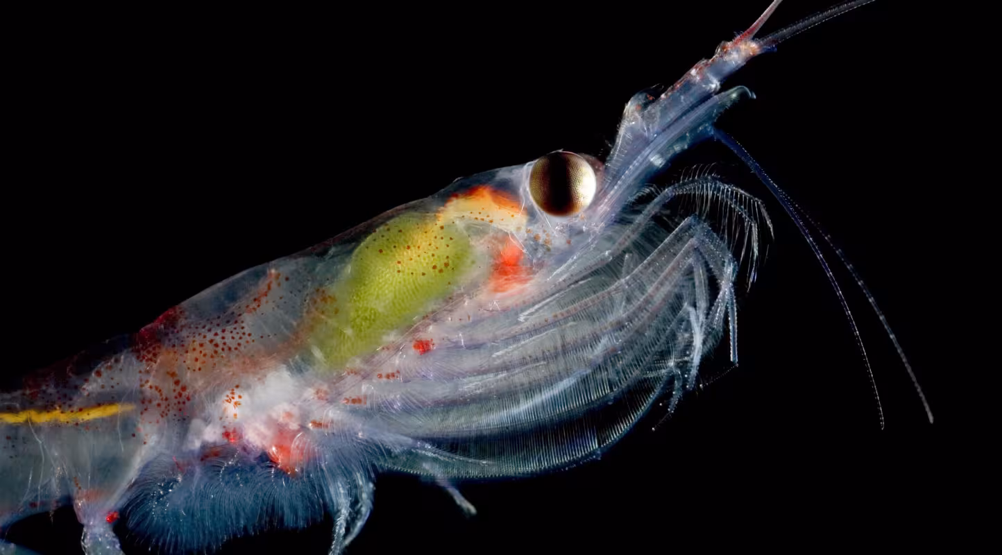 Krill antarctique (Euphausia superba)