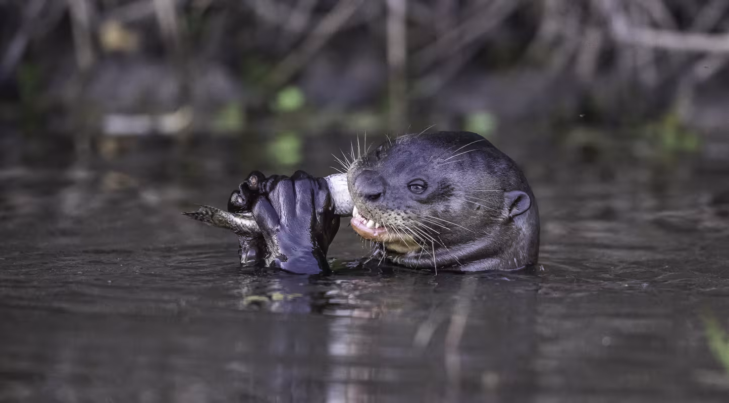 Loutre géante (Pteronura brasiliensis) mangeant un poisson dans l’eau