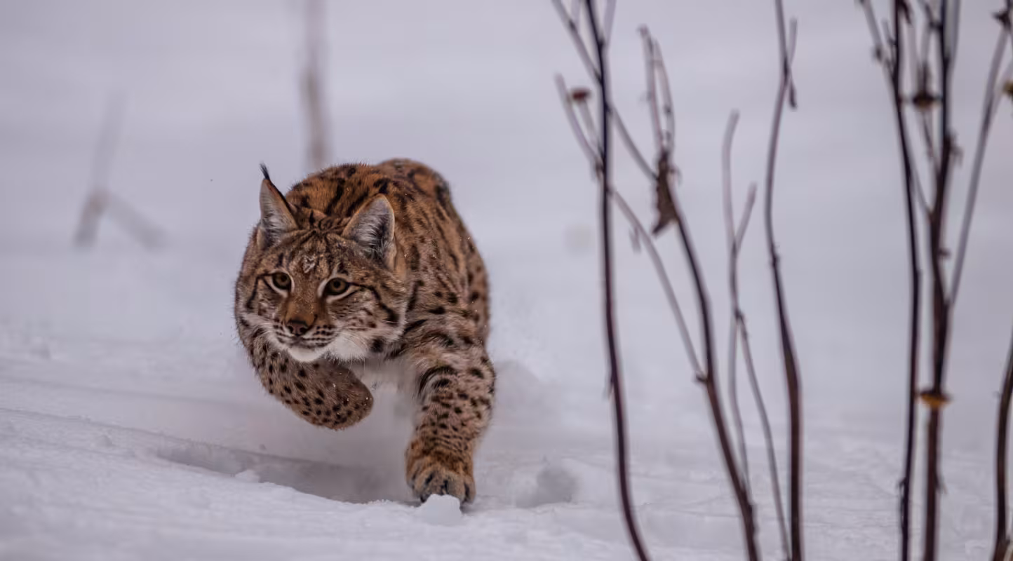 Lynx (Lynx Lynx) Parc national de Veľká Fatra, Slovaquie.