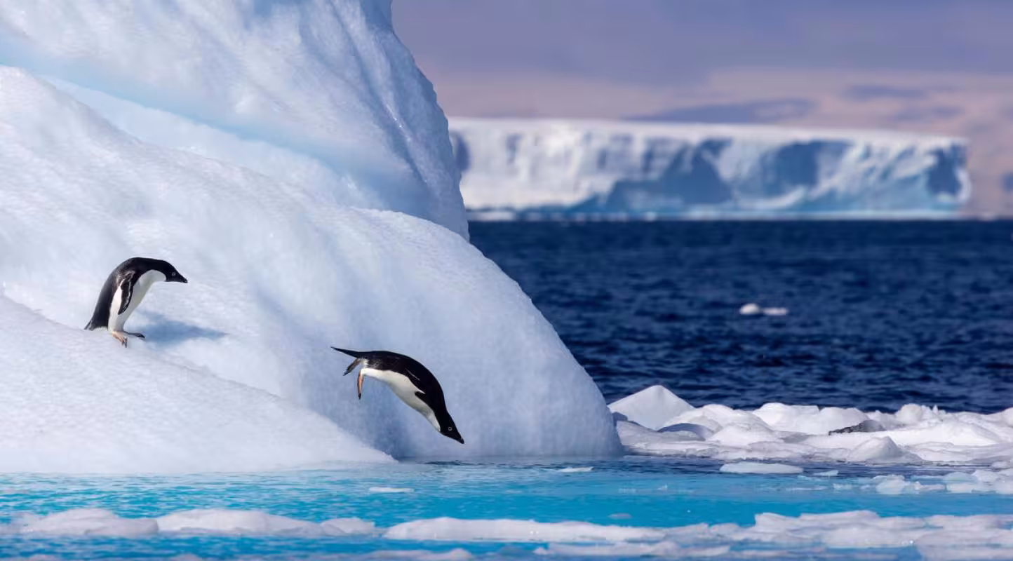 Deux manchots Adélie (Pygoscelis adeliae) plongeant d’un grand iceberg dans l’océan, en Antarctique