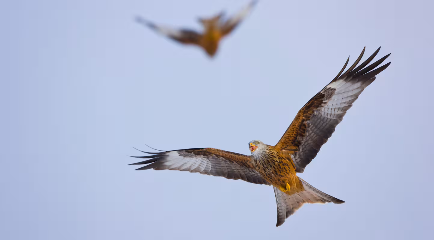 Milan royal (Milvus milvus) en vol, Gigrin Farm, Powys, Rhayader, Pays de Galles, Royaume-Uni, février 2009