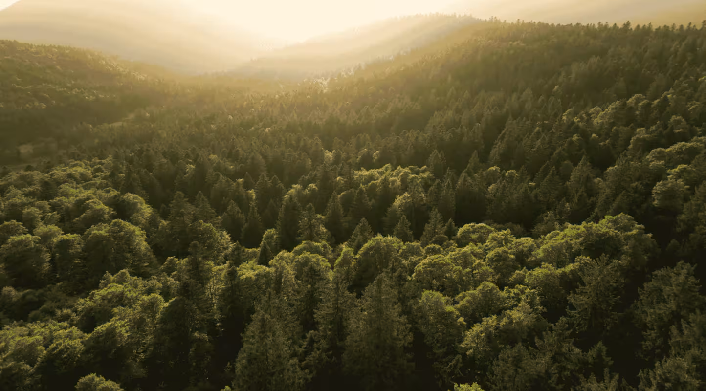 Miniature vidéo Nature Impact - paysage de forêt - drone
