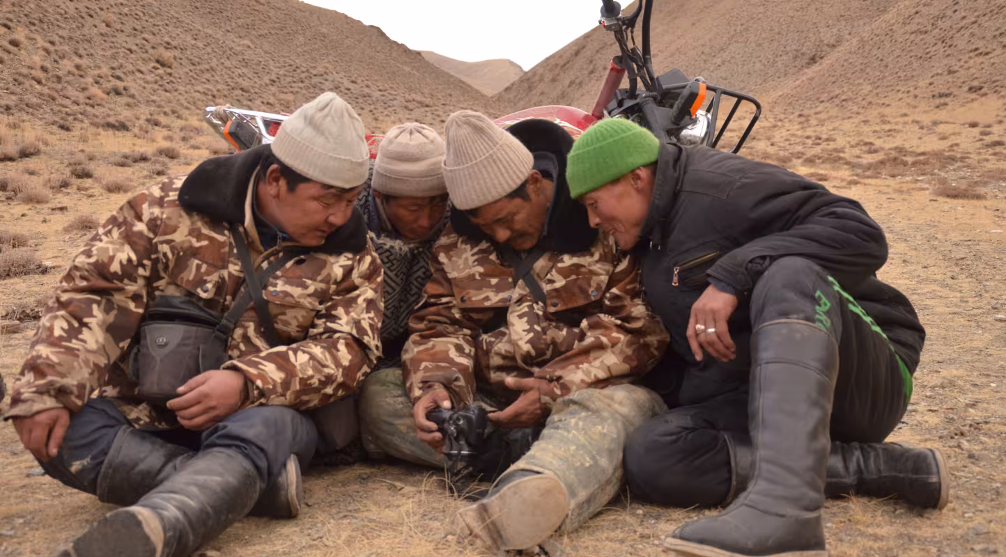 Observation des argali