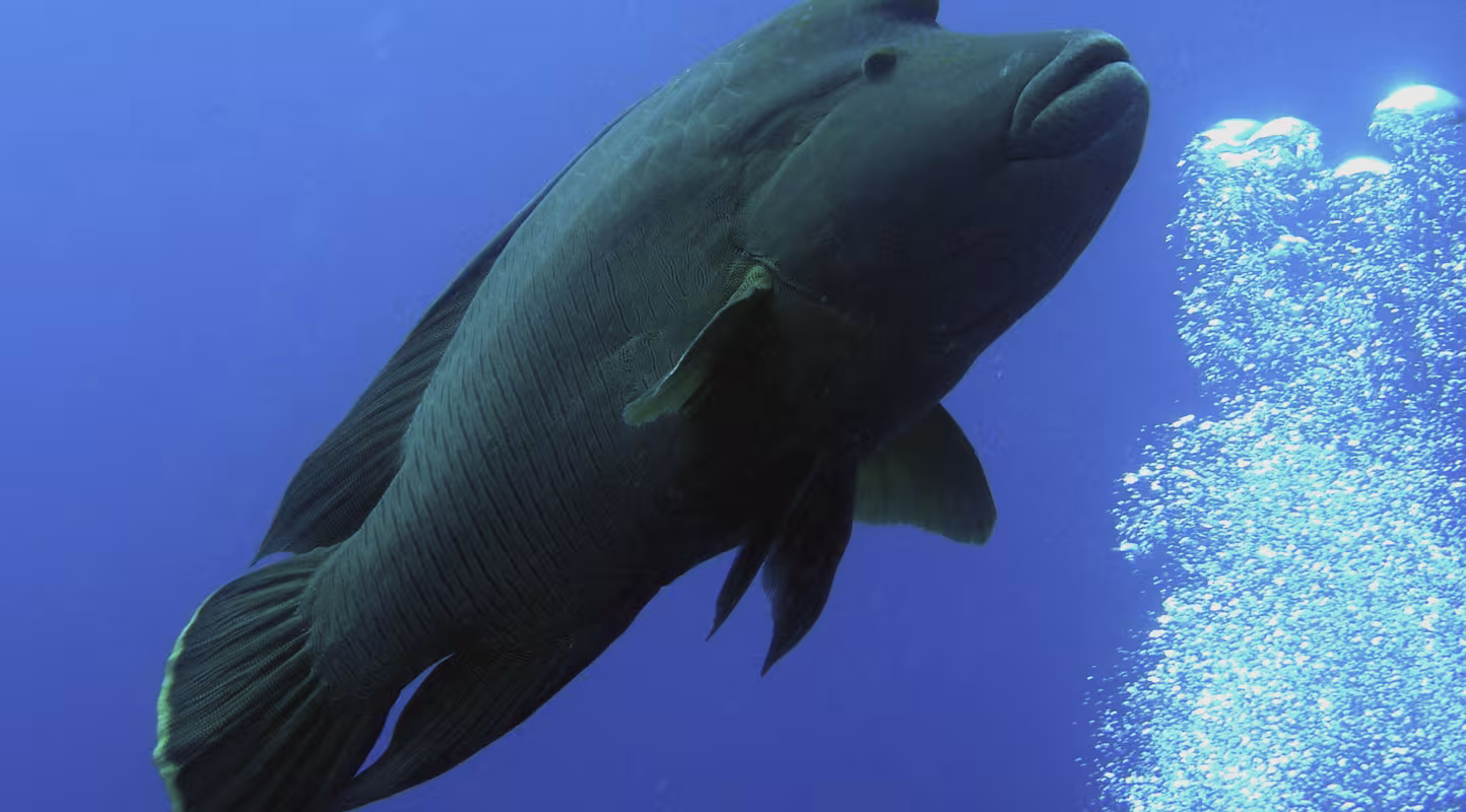 Labre géant (Cheilinus undulatus)