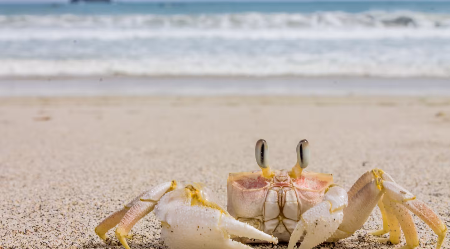 Crabe bleu (Portunus pelagicuson) sur la plage de Kuta, à Bali, en Indonésie