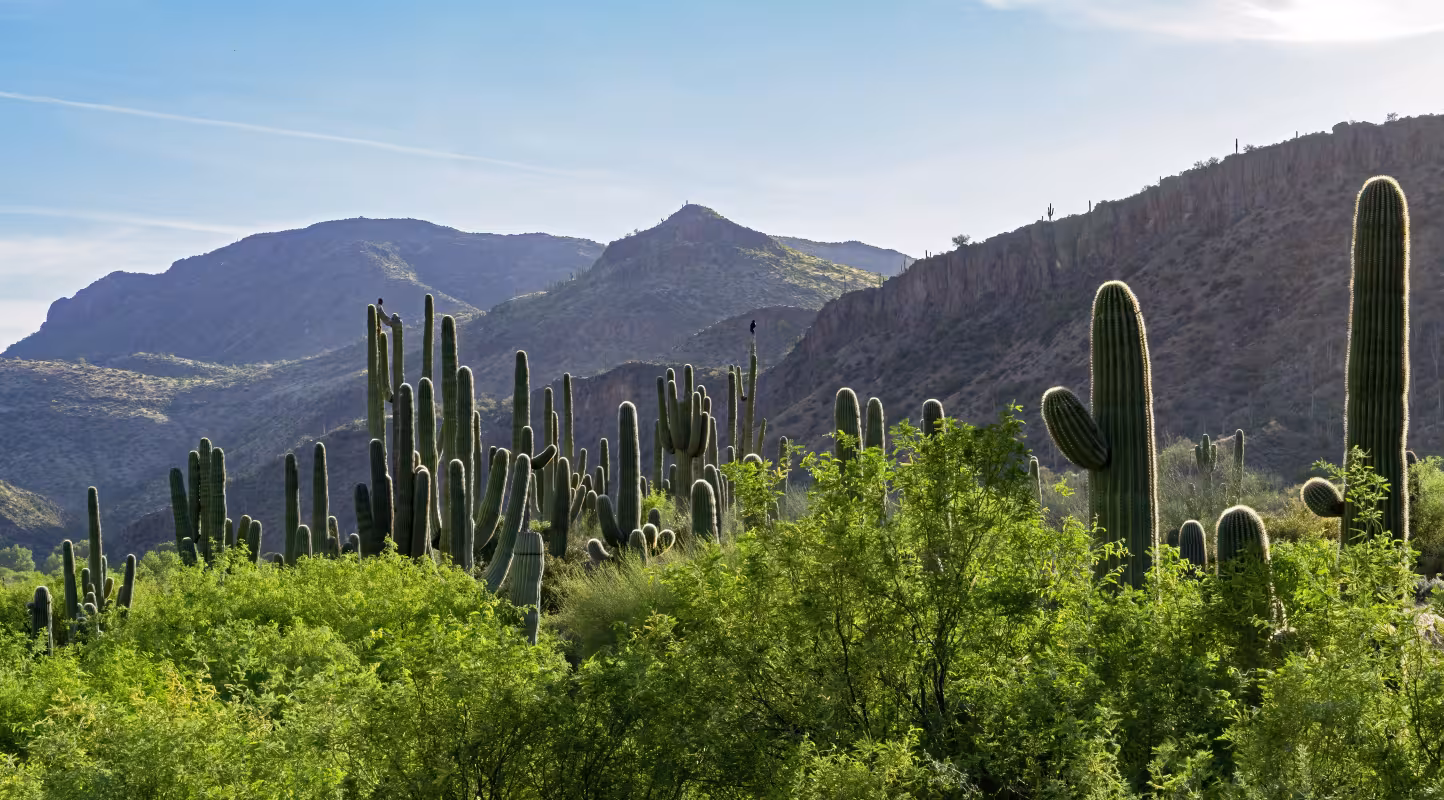 Saguaro cactus (Carnegiea gigantea) en Arizona