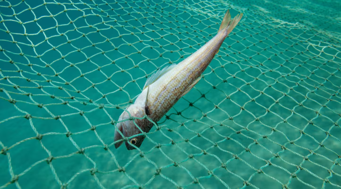 Poisson-lézard pris dans un filet de senne de plage, au Mozambique