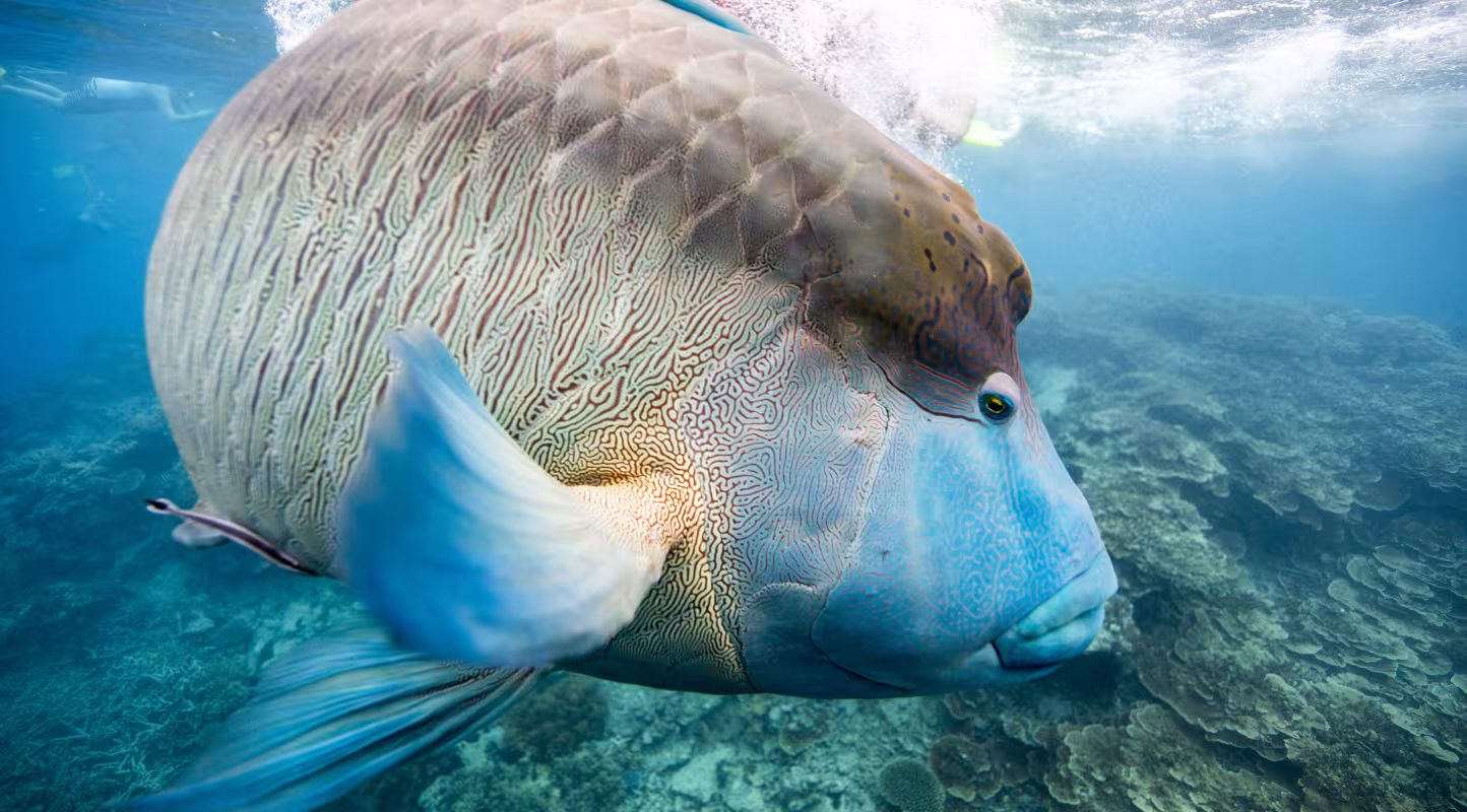 Poisson Napoléon Cheilinus undulatus) sur la Grande Barrière de corail, Cairns, Australie.