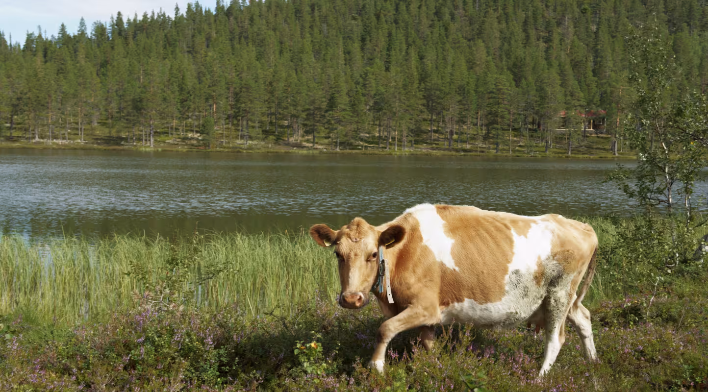 Une vache Fjäll pâture au bord d’un lac de montagne