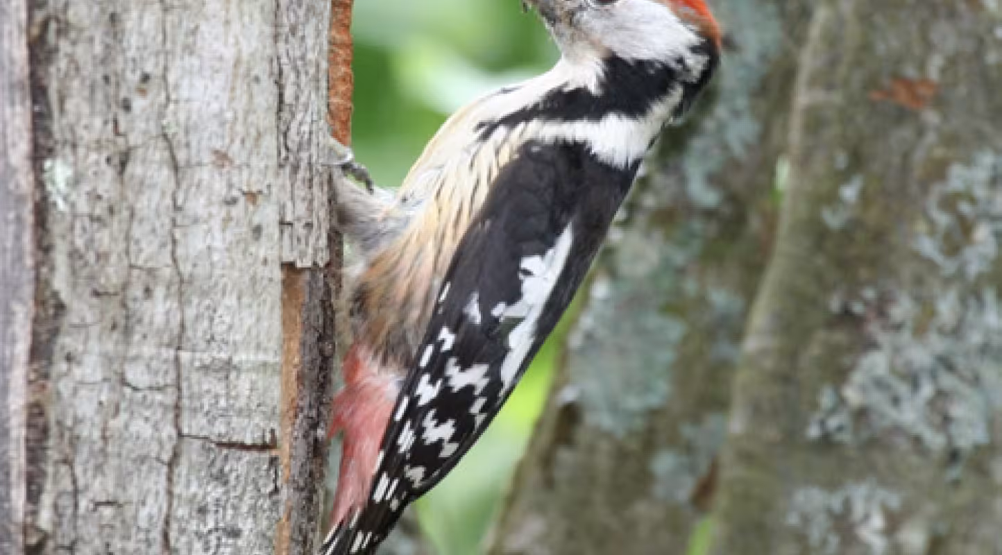 Pic Mar (Dendrocoptes medius)