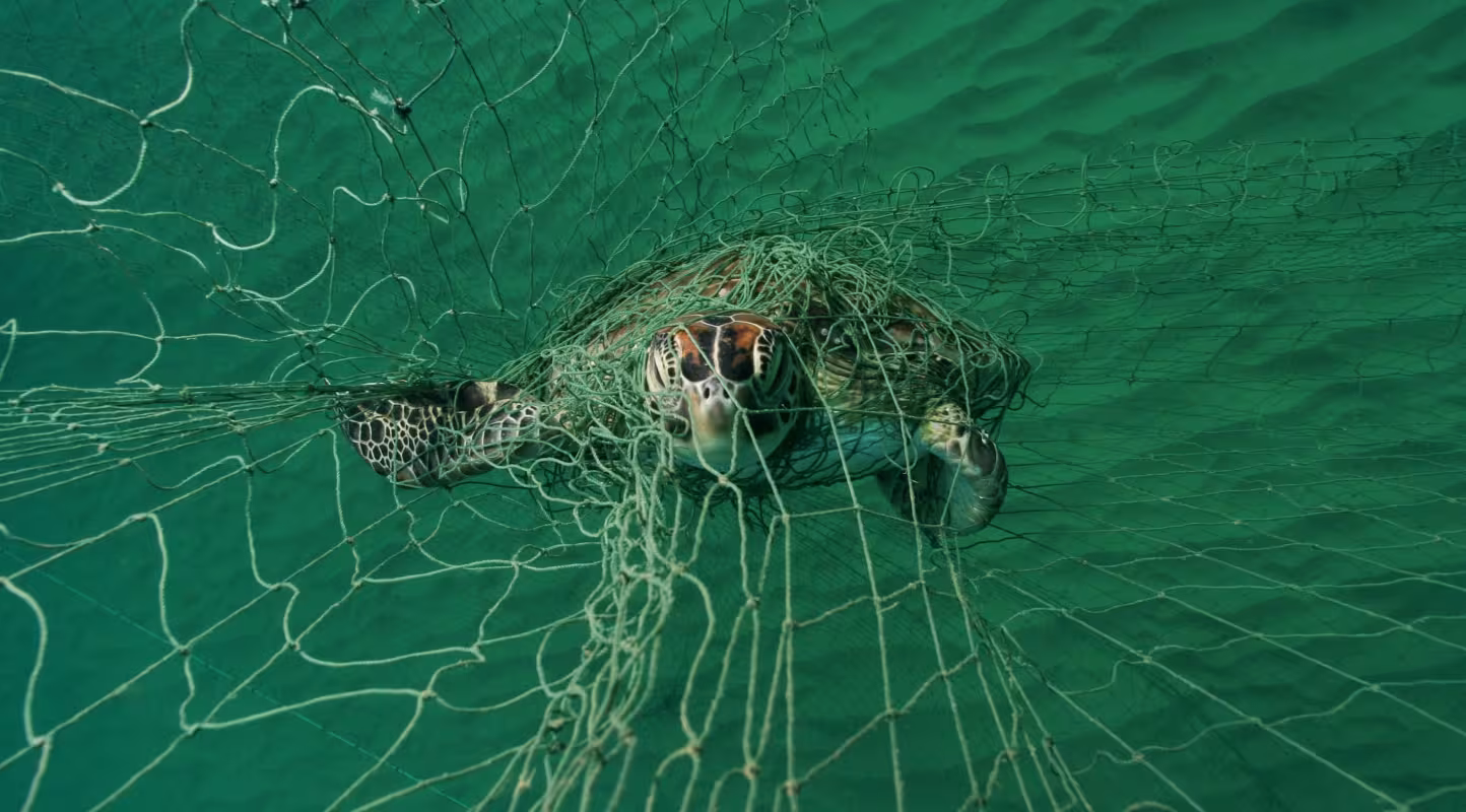 Tortue verte (Chelonia mydas) noyée après s'être emmêlée dans un filet maillant à Tobago, dans la mer des Caraïbes.
