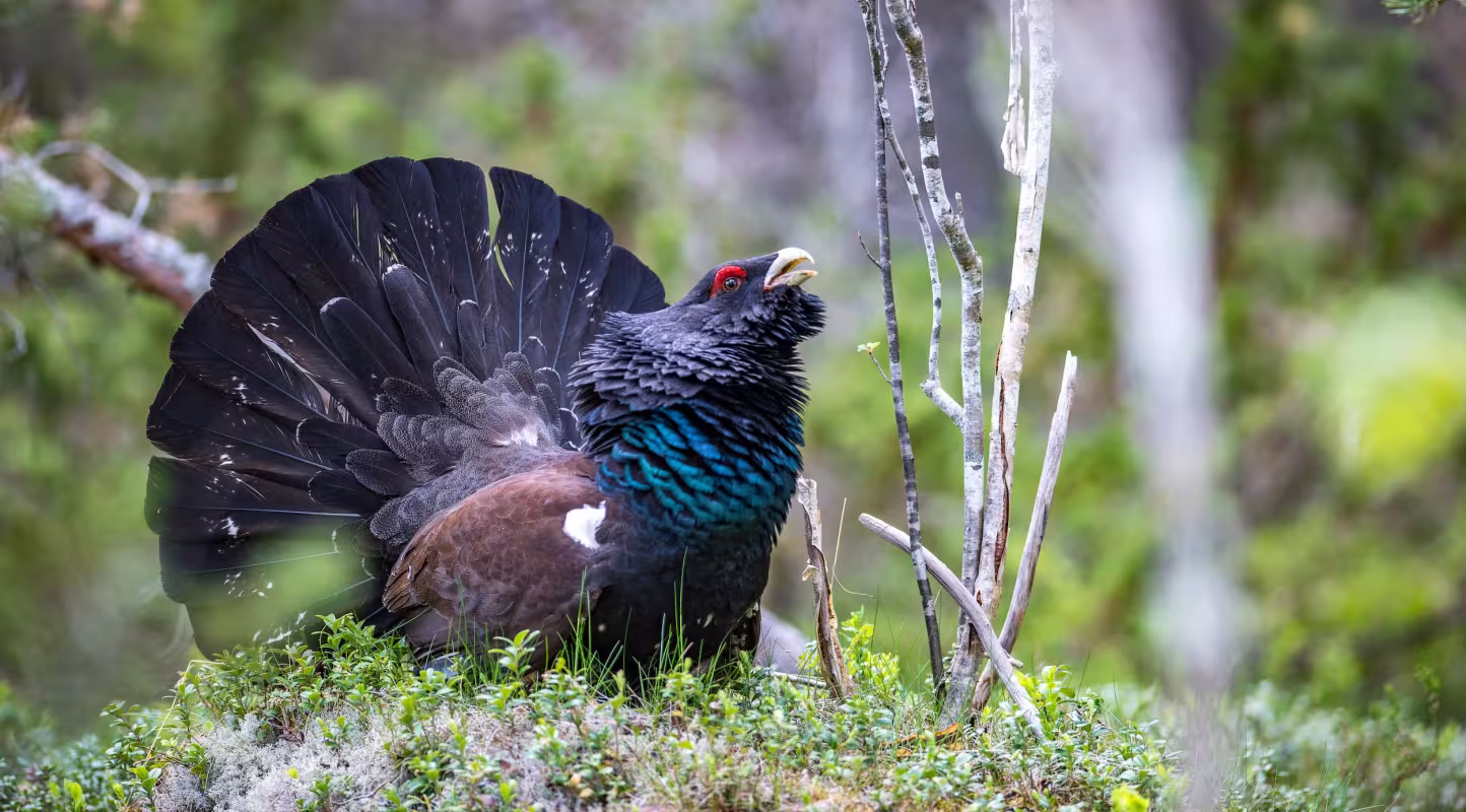 Un grand tétras occidental (Tetrao urogallus) en cour dans l'archipel de Björn, en Suède. Photographié pour le projet *Svenska pärlor*.