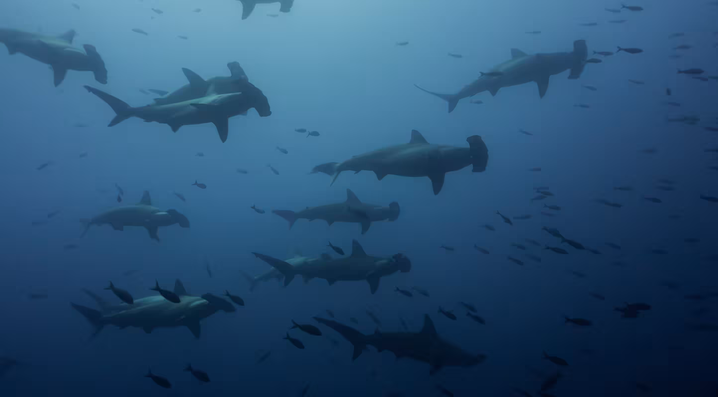 Un groupe de requins-marteaux halicornes (Sphyrna lewini) nageant près de l'île Wolf, dans l'archipel des Galápagos.