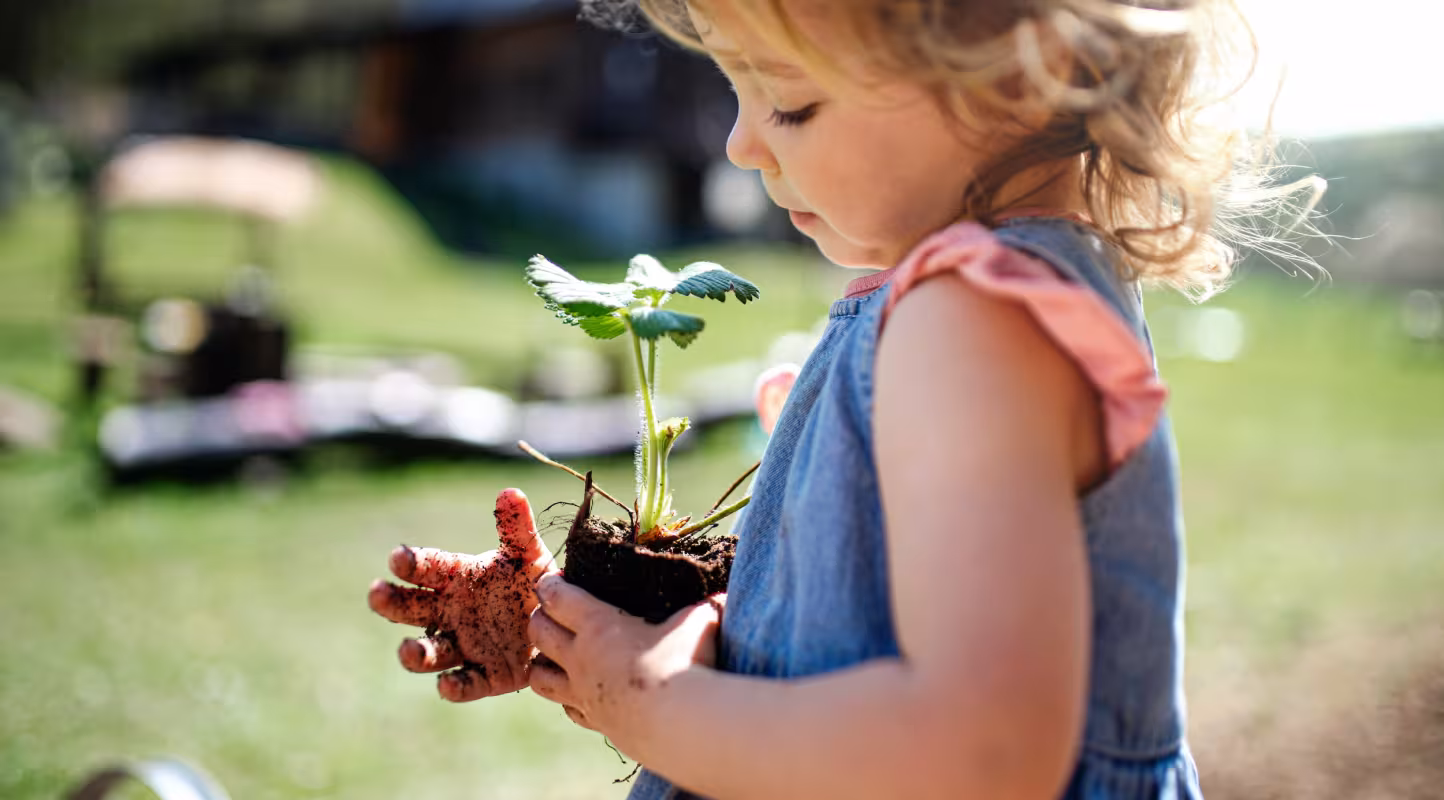 Une jeune fille aux mains sales, tenant une plante, à l'extérieur dans un jardin. Royaume-Uni.