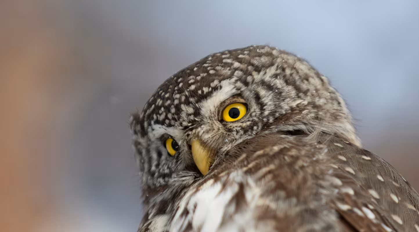 Chevêchette d'Europe (Glaucidium passerinum)