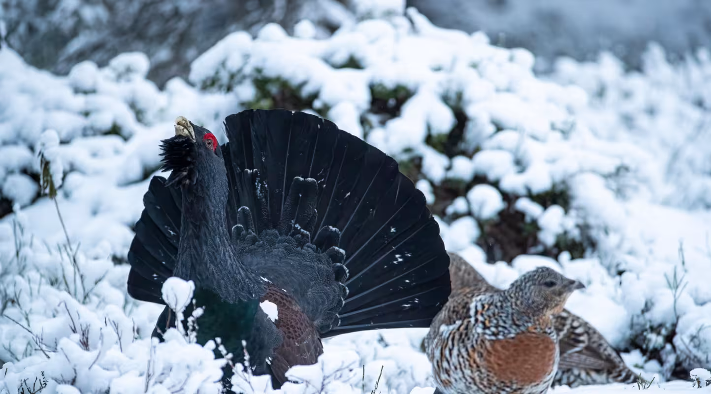 Un couple de grands tétras (Tetrao urogallus) debout dans la neige : un mâle et une femelle.