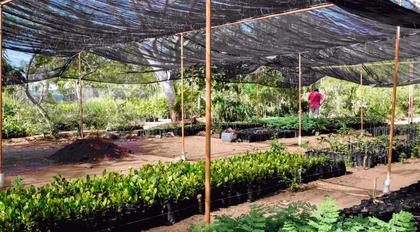 Une pépinière qui fournit des plants destinés à des projets de restauration et de reboisement dans le Yucatán, au Mexique. Photo prise lors d'un voyage de suivi, d'évaluation et d'apprentissage (MEL) consacré à la conservation des mangroves dans le Yucatán, au Mexique.