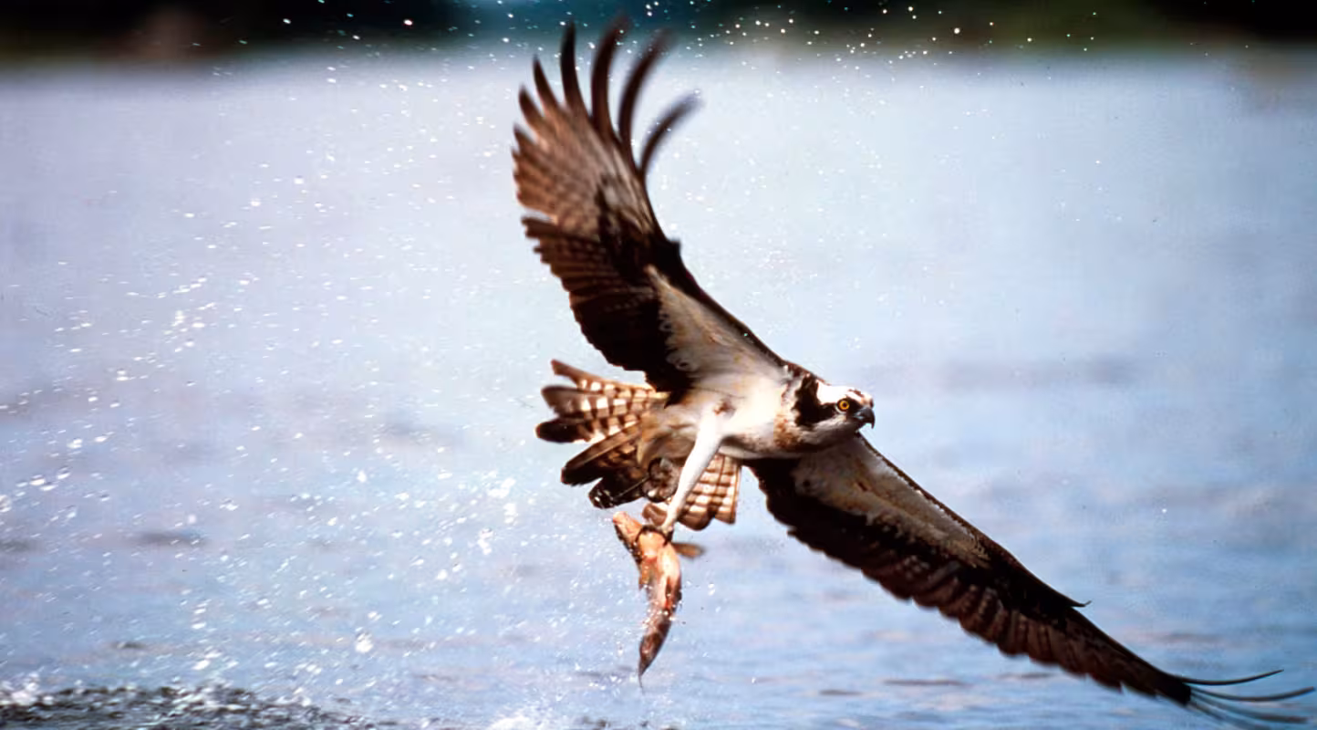 Balbuzard pêcheur (Pandion haliaetus)