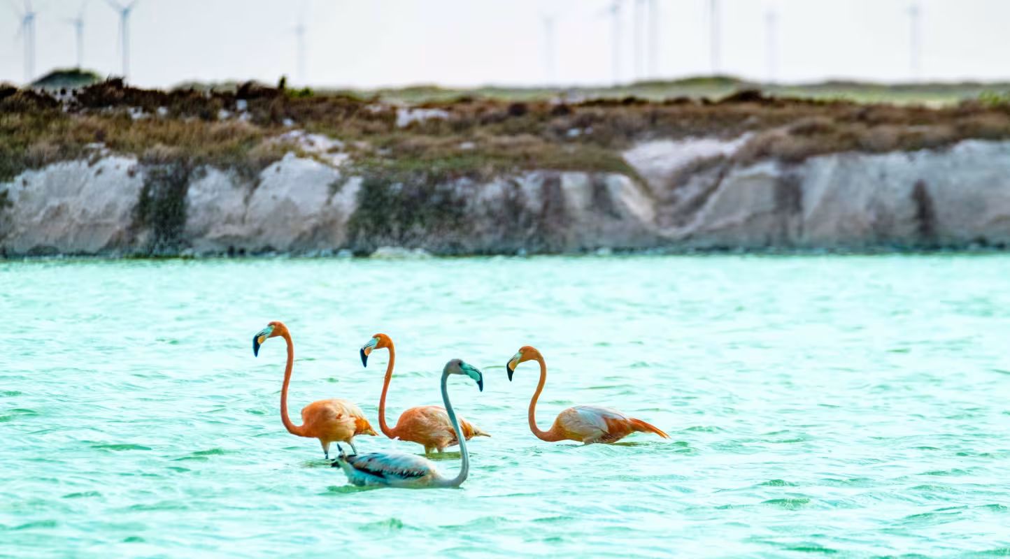 Des flamants roses dans les bassins d'évaporation du sel, avec des moulins à vent en arrière-plan, à Las Coloradas, dans le Yucatán, au Mexique. Photo prise lors d'un voyage de suivi, d'évaluation et d'apprentissage (MEL) consacré à la conservation des mangroves dans le Yucatán, au Mexique.