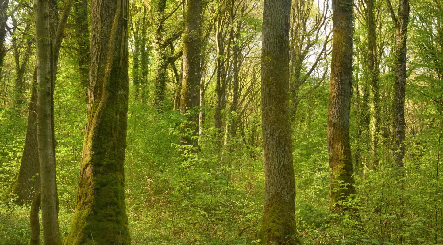 Forêt Bois de la Loge - Nature Impact