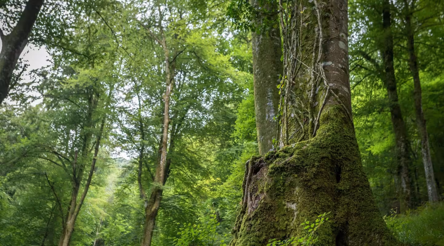 Forêt Lourdes vertical - Nature Impact