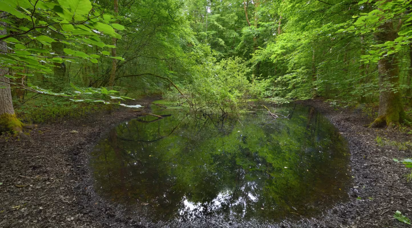Forêt de Madine - Nature Impact