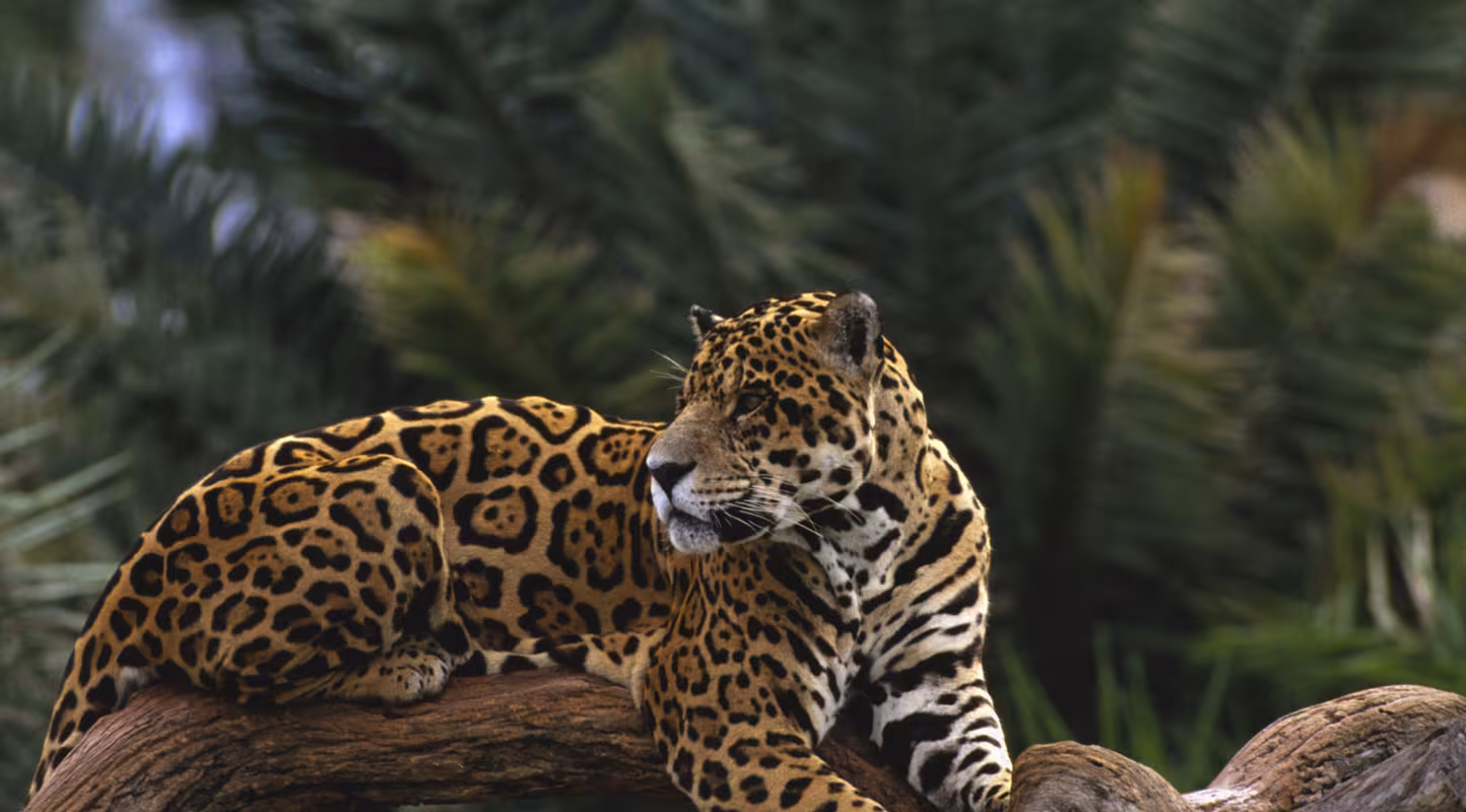 Jaguar sur sont tronc d'arbre 