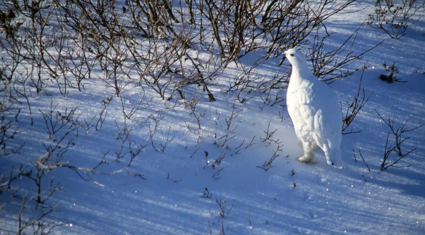 Lagopus Muta (Lagopède Alpin) dans la neige
