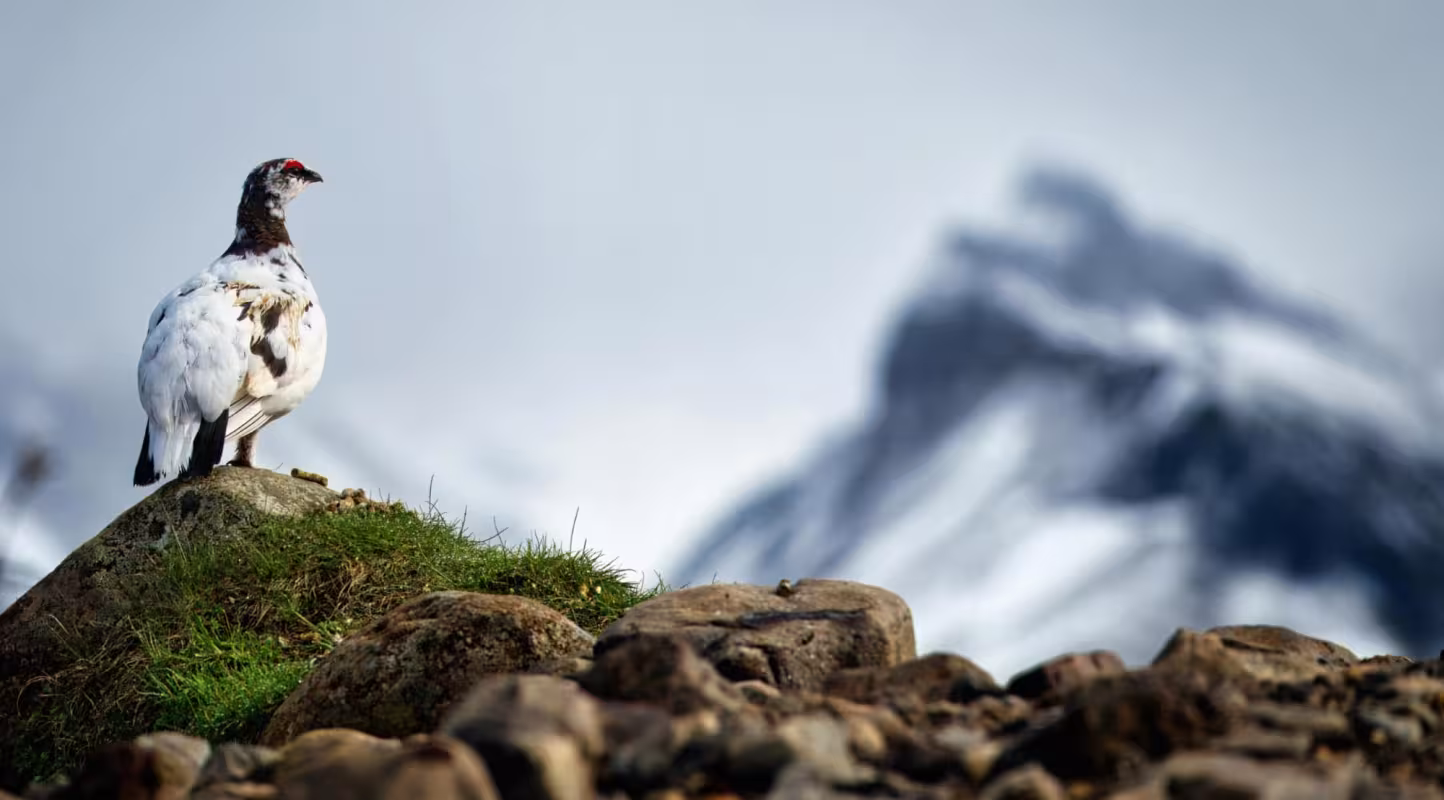 Lagopède Alpin (Lagopus Muta) face à un paysage islandais