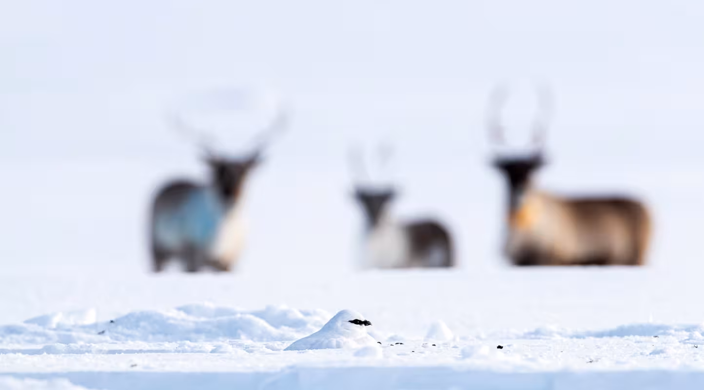 Un lagopède alpin (Lagopus muta) au sol dans un paysage enneigé de Laponie, en Finlande, avec trois rennes (Rangifer tarandus) debout à l'arrière-plan, flous.