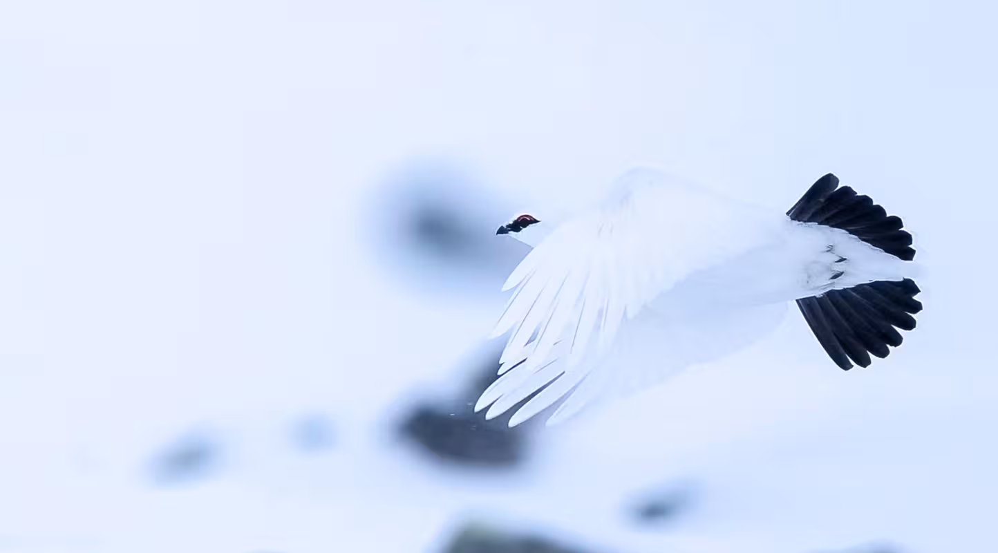 Lagopède alpin (Lagopus muta) volant dans un environnement enneigé et blanc, se fondant presque dans le paysage grâce à son plumage presque entièrement blanc.