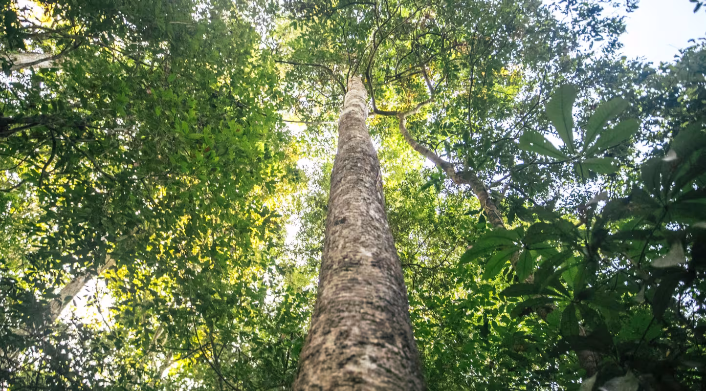 Hévéa en Amazonie brésilienne