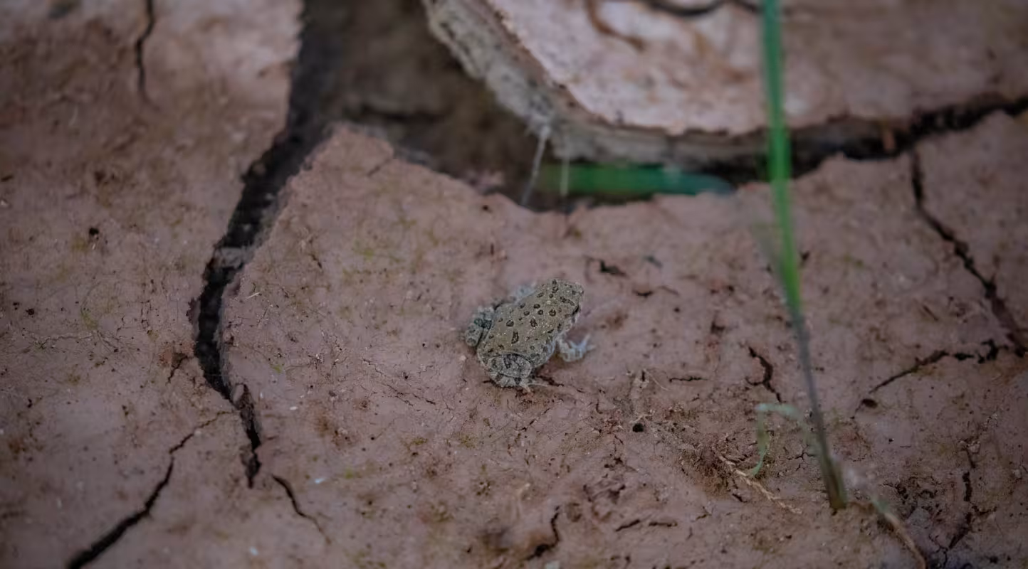 Rainette des canyons dans le lit asséché du Rio Grande