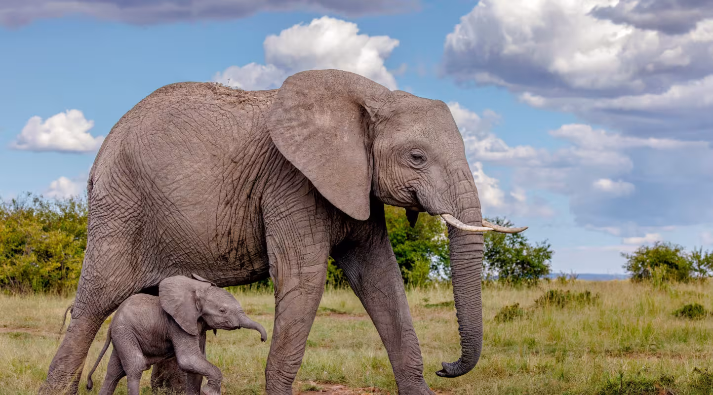 Éléphanteau d’Afrique (Loxodonta africana) âgé de 2 à 3 jours, marchant aux côtés de sa mère dans la réserve nationale du Masai Mara, au Kenya