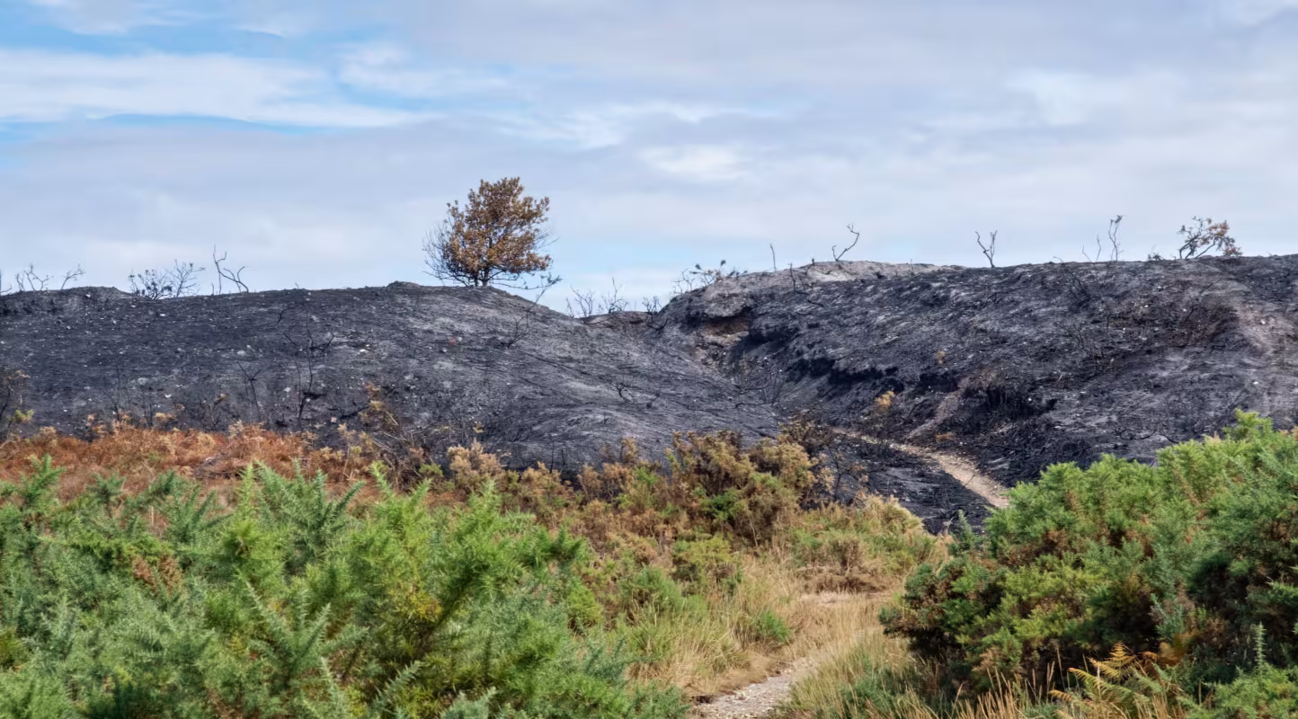 Sentier fermé après l’incendie de Studland Heath